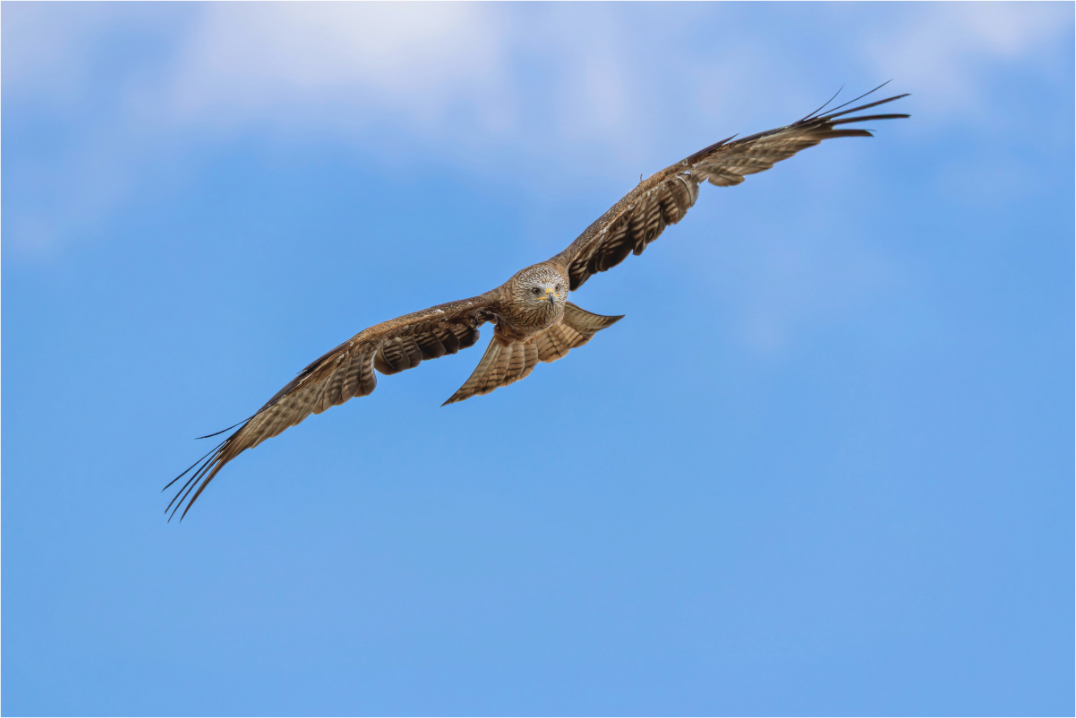 Main image Hunter of the Breeze
