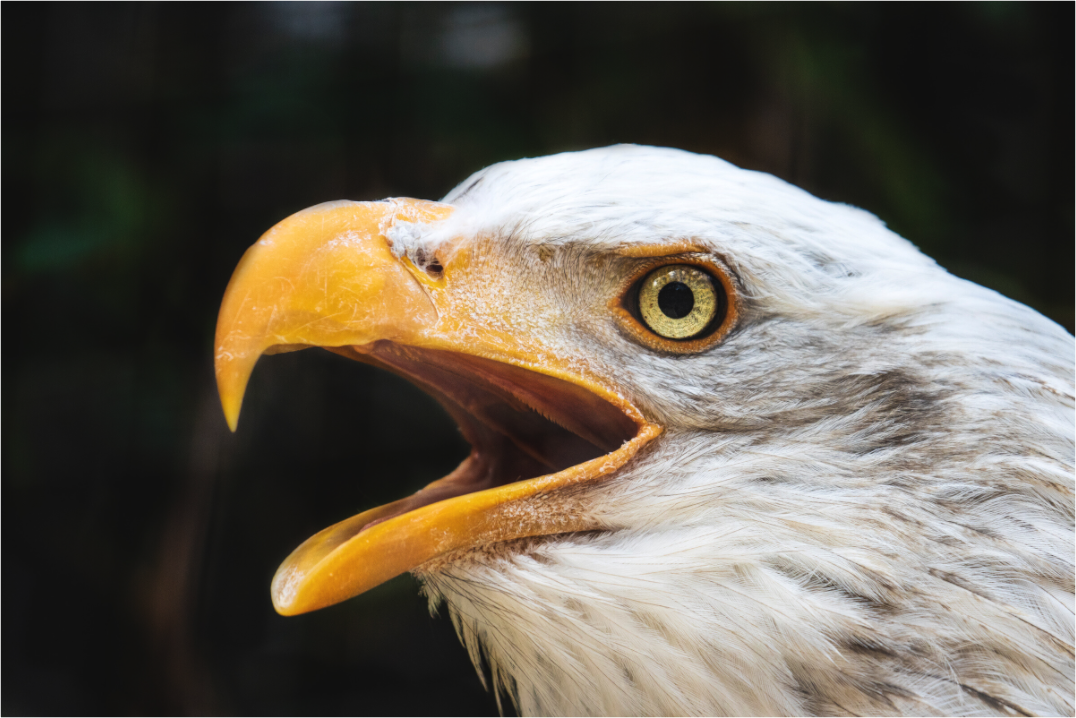 Main image Majestic Call