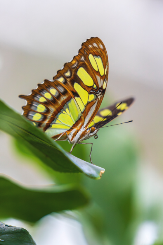 Main image Soft Beauty