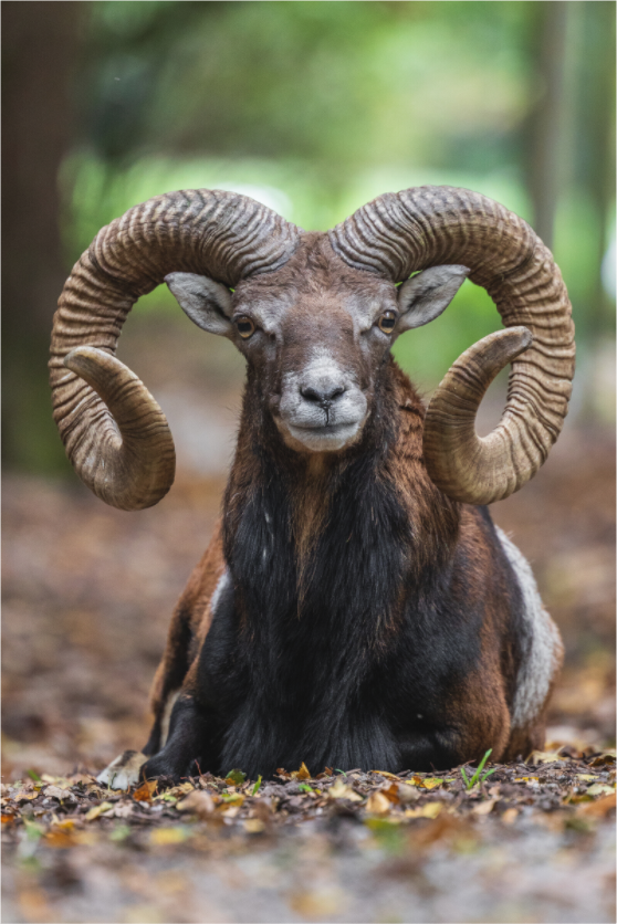 Main image Majestic Rest