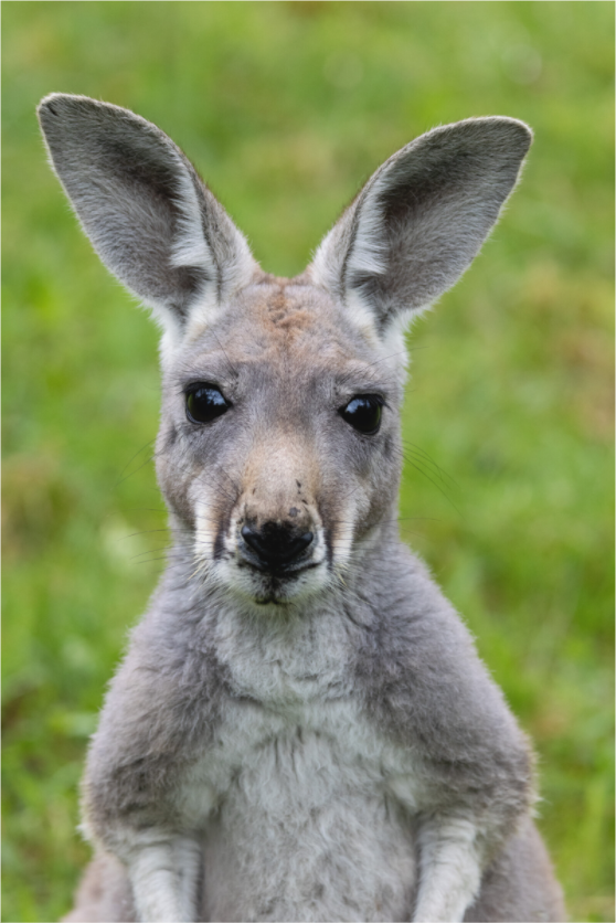 Main image Soft Eyes