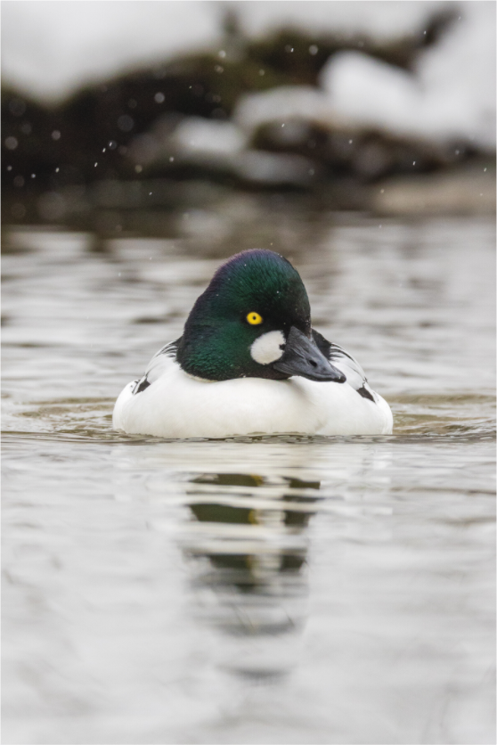 Main image Gentle Glide