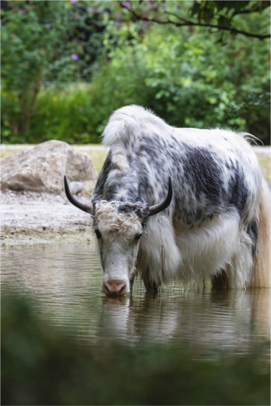 Main image Quiet Thirst