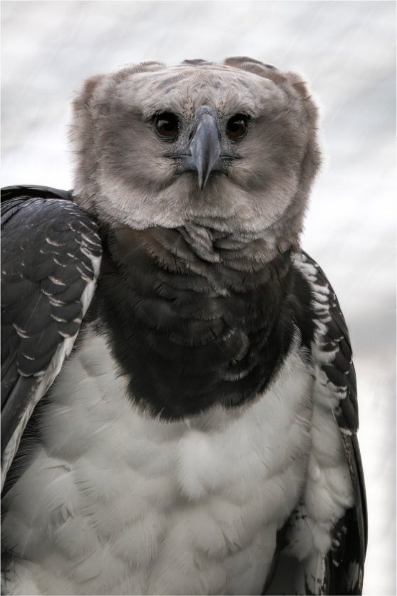 Main image Guardian of the Canopy