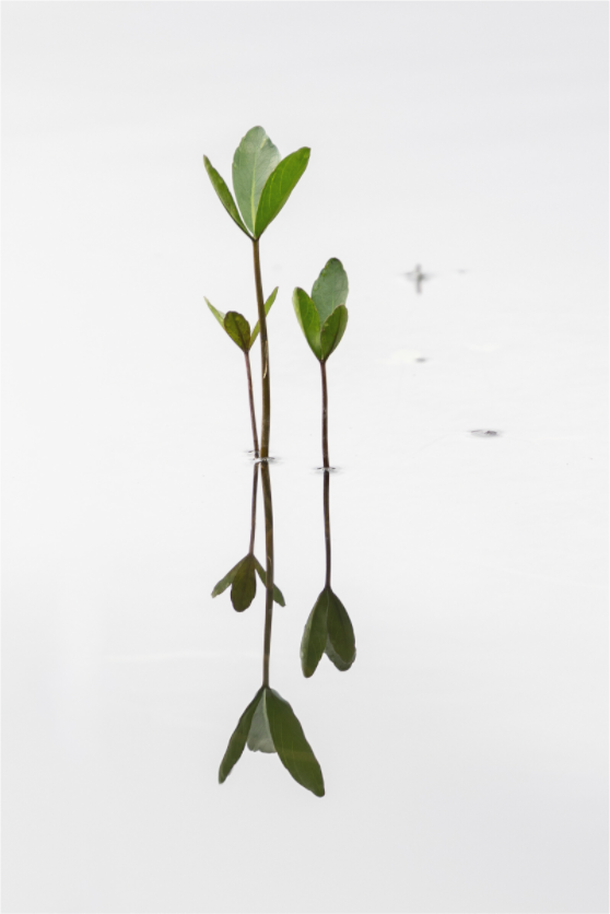 Main image Silent Trio