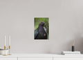 20 x 30 cm, Fine-Art Print Matt Midnight Collar