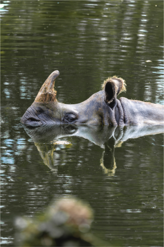 Main image Mirror of the Wild