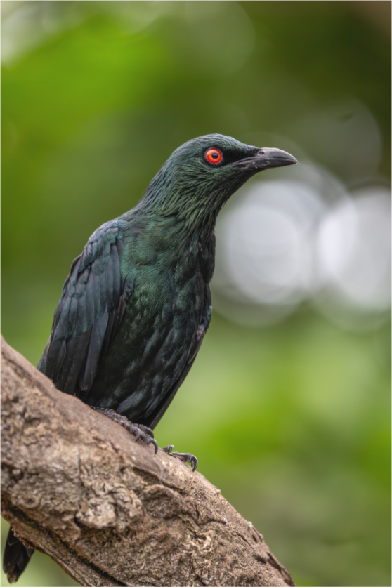 Main image Crimson Gaze