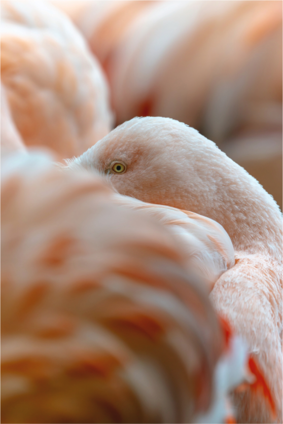 Main image Among the Flock