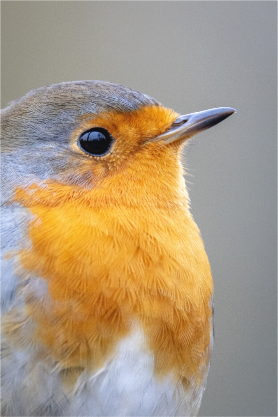 Main image Robin Portrait