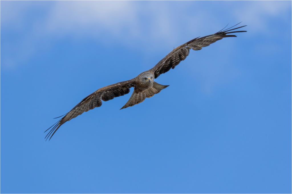 Main image Hunter of the Breeze