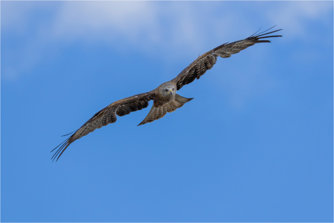 Main image Hunter of the Breeze