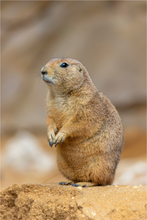 Main image Standing Watch