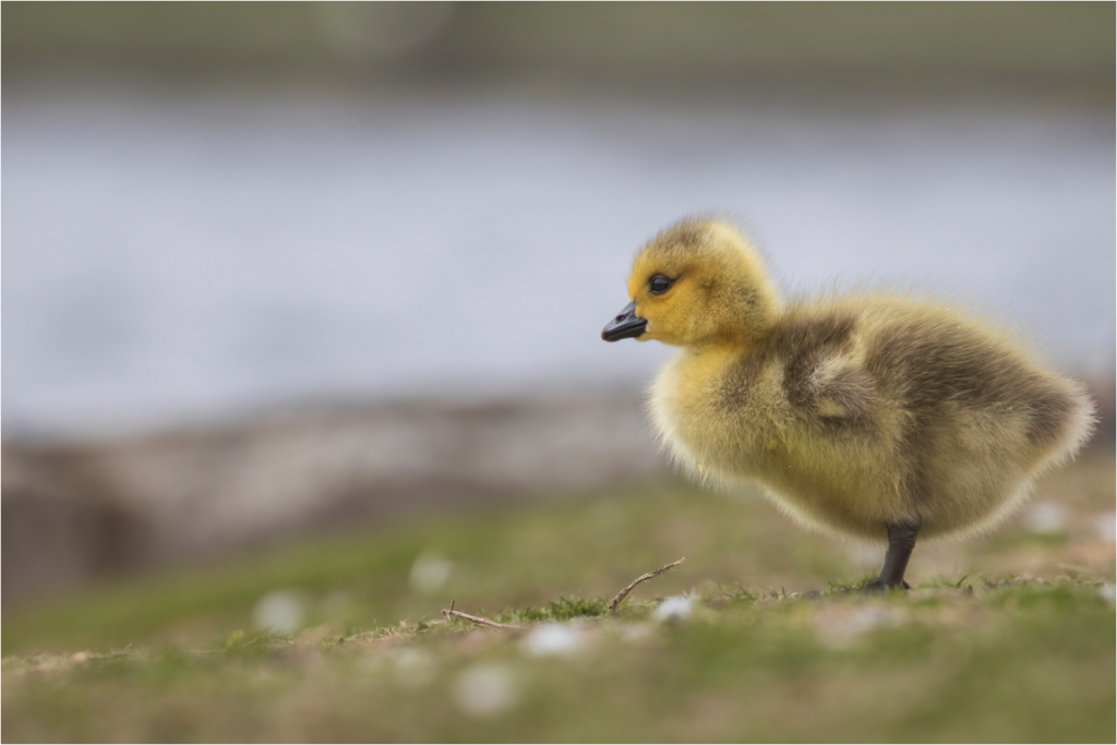 Main image Golden Fluff