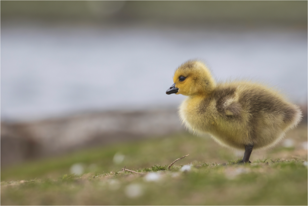 Main image Golden Fluff
