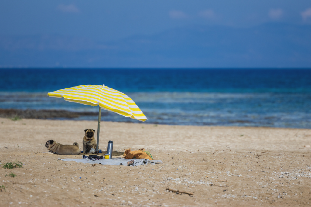 Main image Pug Paradise