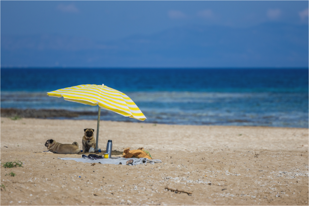 Main image Pug Paradise