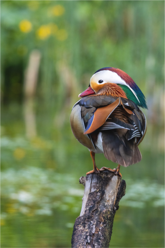 Main image Perched Beauty