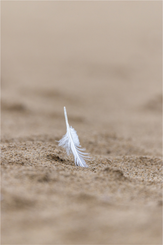 Main image Whisper in the Sand