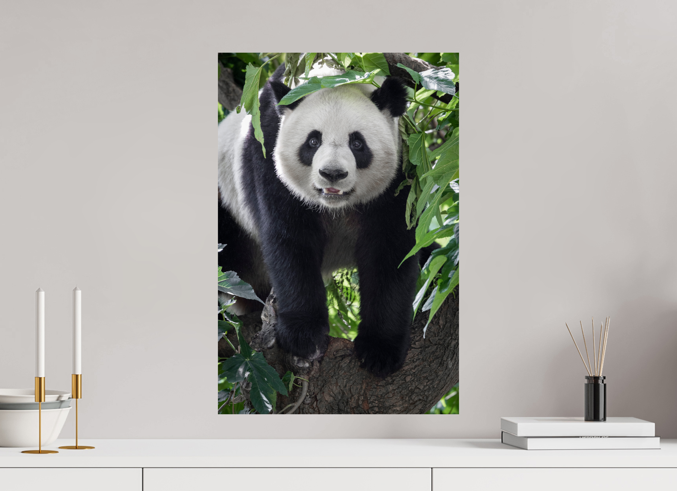 40 x 60 cm, Fine Art Print auf Alu-Dibond Panda Portrait