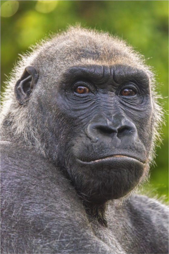 Main image Mirror of Humanity