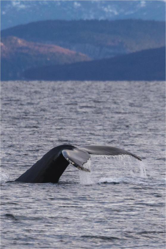 Main image Into the Deep