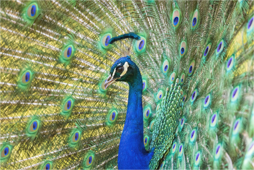 Main image Majestic Profile